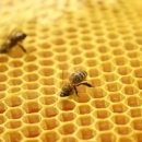 Защо изчезват пчелите