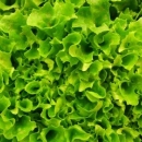 Лесен тест показва колко нитрати има в зеленчуците