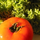 Зеленчуци в хладилника