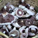 Как да съхраним гъбите за по-дълго