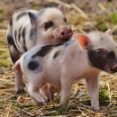 Агенцията по храните проспа навлизането на чумата по свинете в България